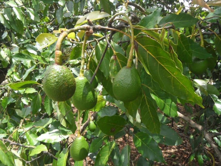 Moonya Avocado Farm Cottage - With Early Check-In Гора Тамборин Екстер'єр фото